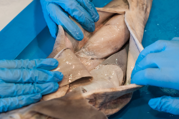 The internal organs of a dogfish shark.